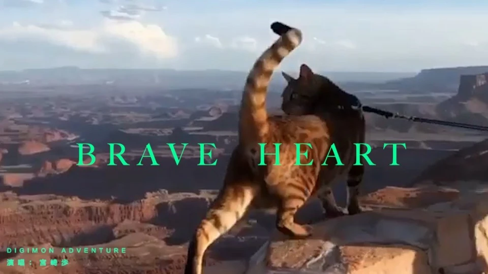 brave heart_一只小动物的music video